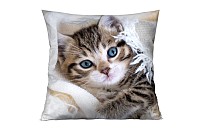Kitty