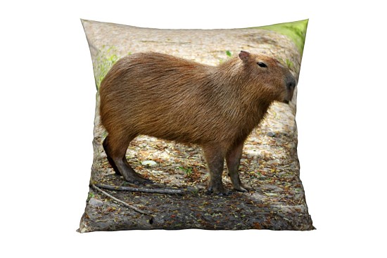 Dekoračné vankúšiky Capybara