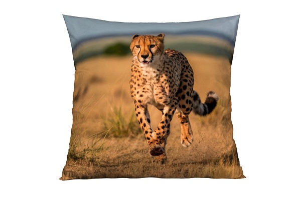 Gepard